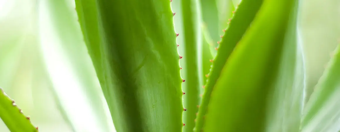 Aloe Vera