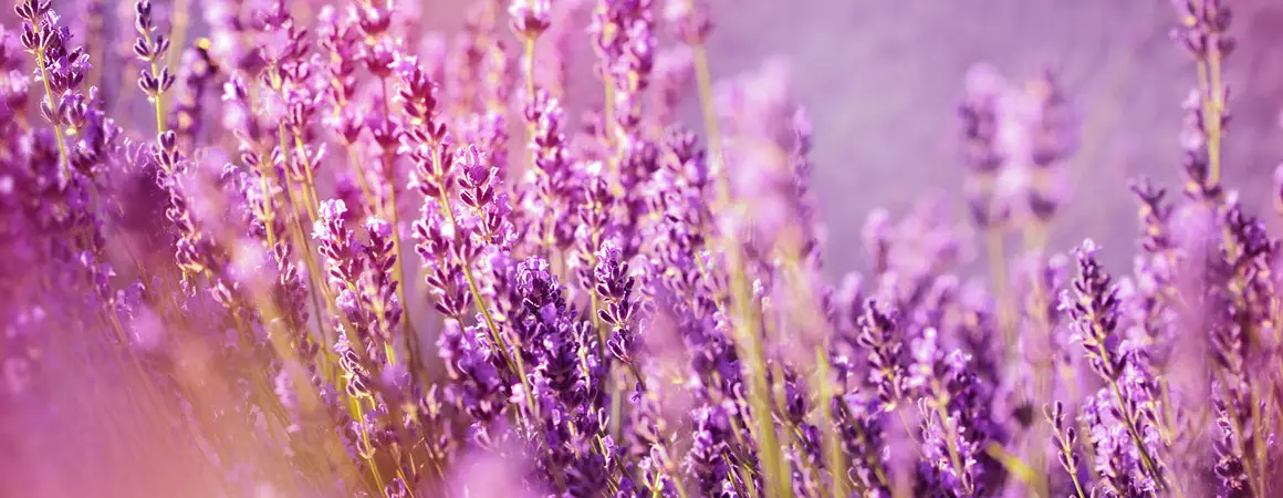Lavendel