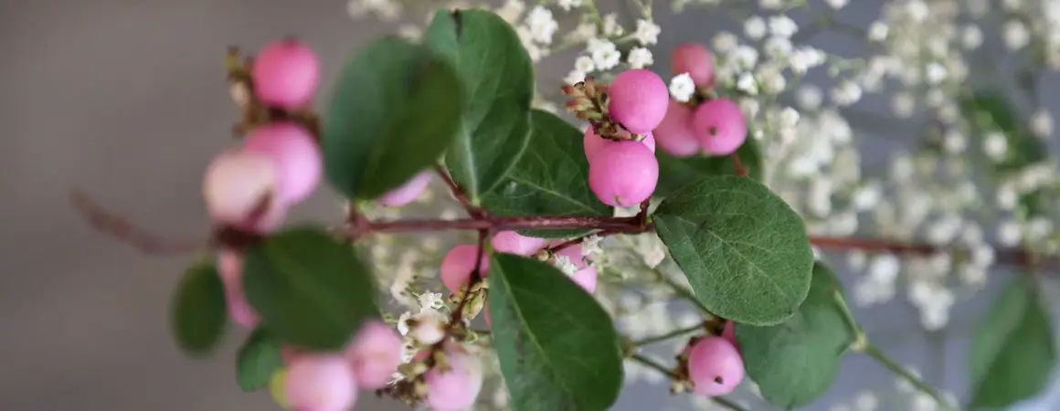 header_pflanze_ela_naturkosmetik_liliroeth-crop-u80140