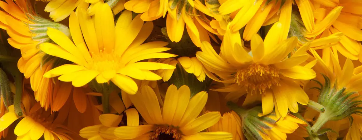 Ringelblumen
